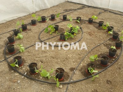 Watermelon mosaic virus (WMV) y CYSDV